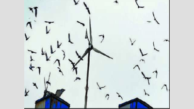 PIL: Conduct detailed study on impact of wind turbines on birds