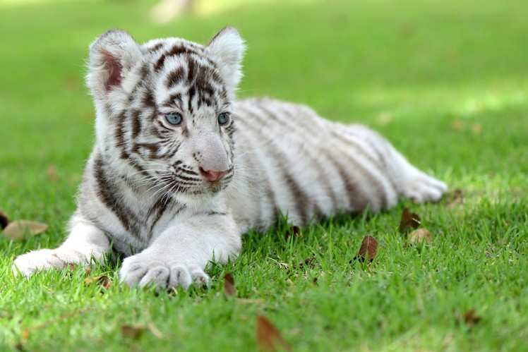 Where to spot the elusive white tigers in India? | Times of India Travel