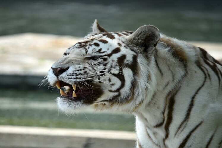 Sundarbans National Park, West Bengal