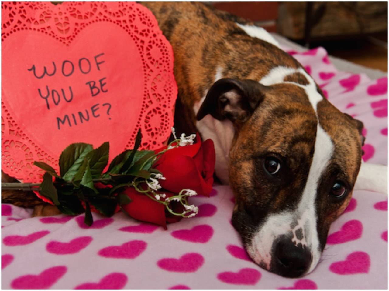 Valentine's Day 2022 pet spending: You won't believe what we'll