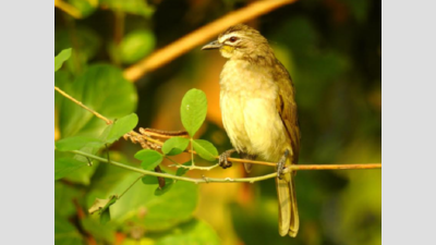 Birders spot 122 species of birds at annual Manipal Bird Day