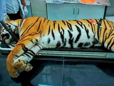 Tigress Avni killing: SC seeks Maharashtra govt response on claims over reward