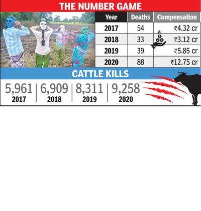With 88 human deaths, 2020 saw worst-ever wildlife conflict | Nagpur News -  Times of India