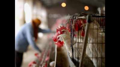 Bird flu scare: Telangana poultry suffers Rs 200 crore loss