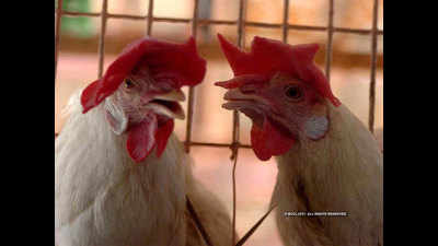Bird flu confirmed in eight more poultry farms of Nandurbar