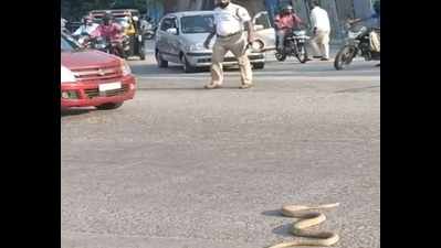 Karnataka: Cobra brings peak hour traffic to grinding halt in Udupi