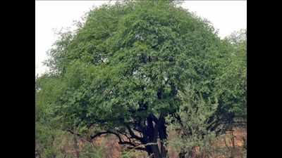 This tree in Aravalis holds key to groundwater issues in Gurugram