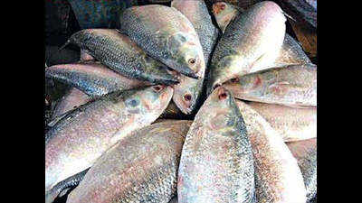 West Bengal: 43 years on, faulty Farakka lock repair may release flood of hilsa happiness