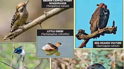 Gurugram: Aravali forest’s avian flock both rich and diverse, shows first survey