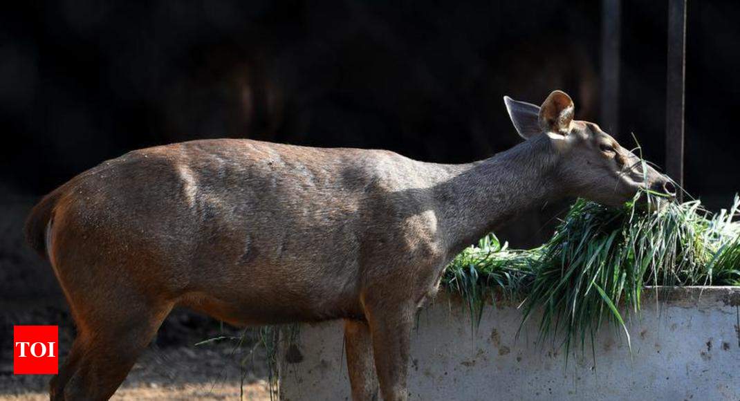 Sambar deer enters residential area, rescued | Dehradun News - Times of  India