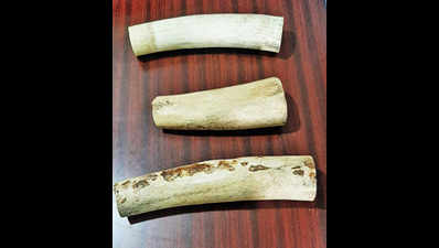 Odisha: Ivory smuggling racket busted, three held