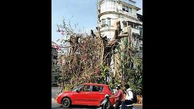 Mumbai: ‘Hacked banyan a stump, may not regrow’