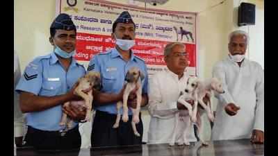 In a first, IAF inducts desi pups from Karnataka to curb bird-hit cases