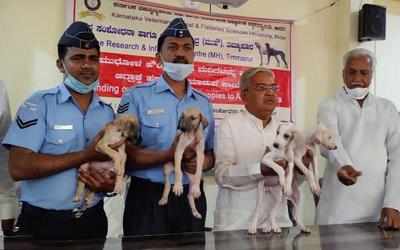 In a first, IAF inducts desi pups from Karnataka to curb bird-hit cases