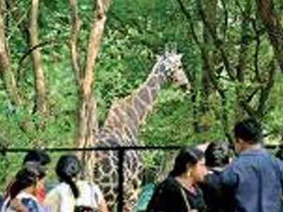 Hyderabad's Nehru zoo to get lion-tailed macaque, swamp deer pair |  Hyderabad News - Times of India