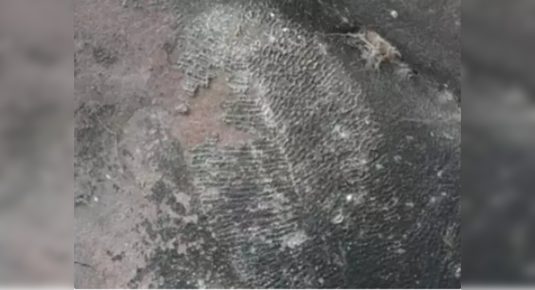 MP: India’s lone fossil of world’s oldest animal discovered in ...