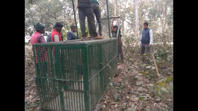 Bihar: Tiger trackers on their toes in VTR after tigress kills 3