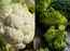 Cauliflower vs Broccoli: Which one’s a healthier vegetable?