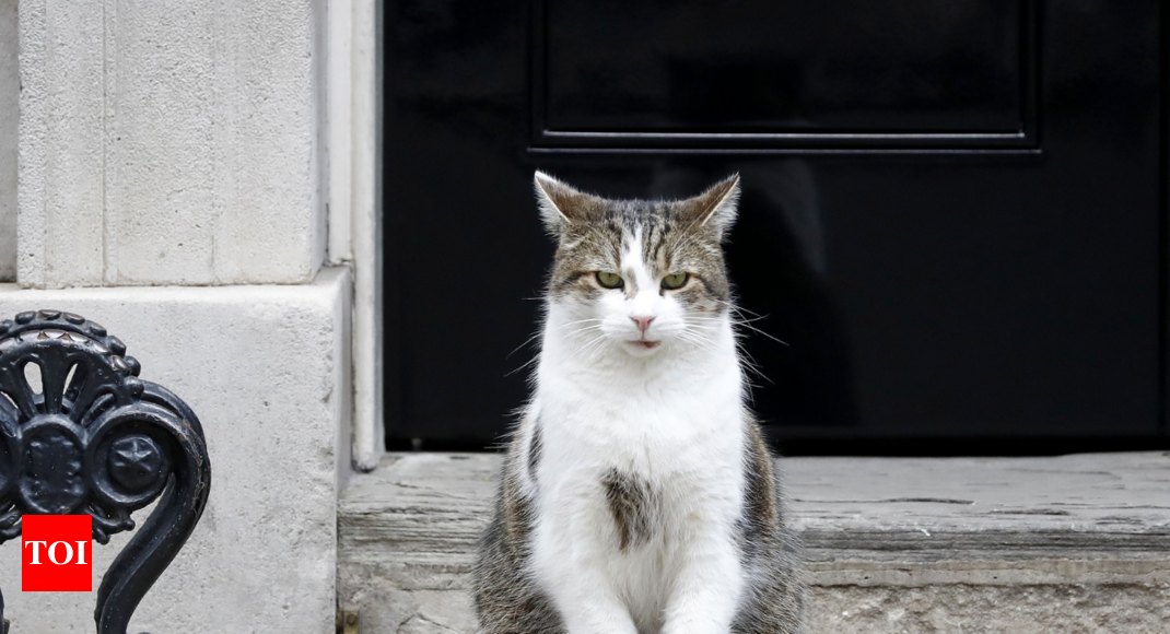 A police officer pets Larry the cat in Downing Street, London