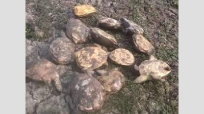 Uttar Pradesh: 13 rare turtles found dead in Etawah's Sarsai Nawar lake