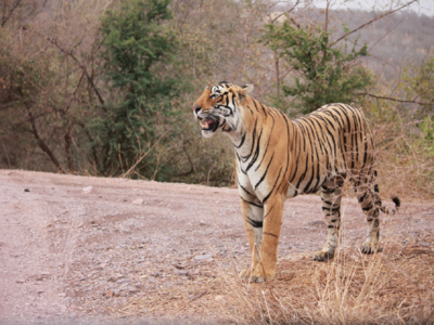 Bengal Tiger, Sumatran Tiger & Siberian Tiger Comparison - Tiger Safari  India Blog