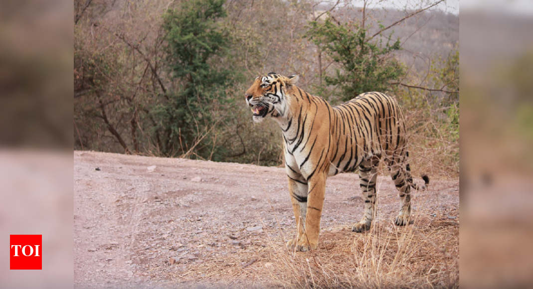 'Indian Tigers have highest genetic variation, but some are inbred ...