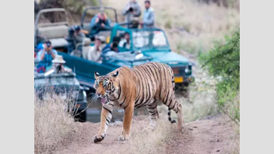 Tiger safety panel hails Sariska officials for shifting village