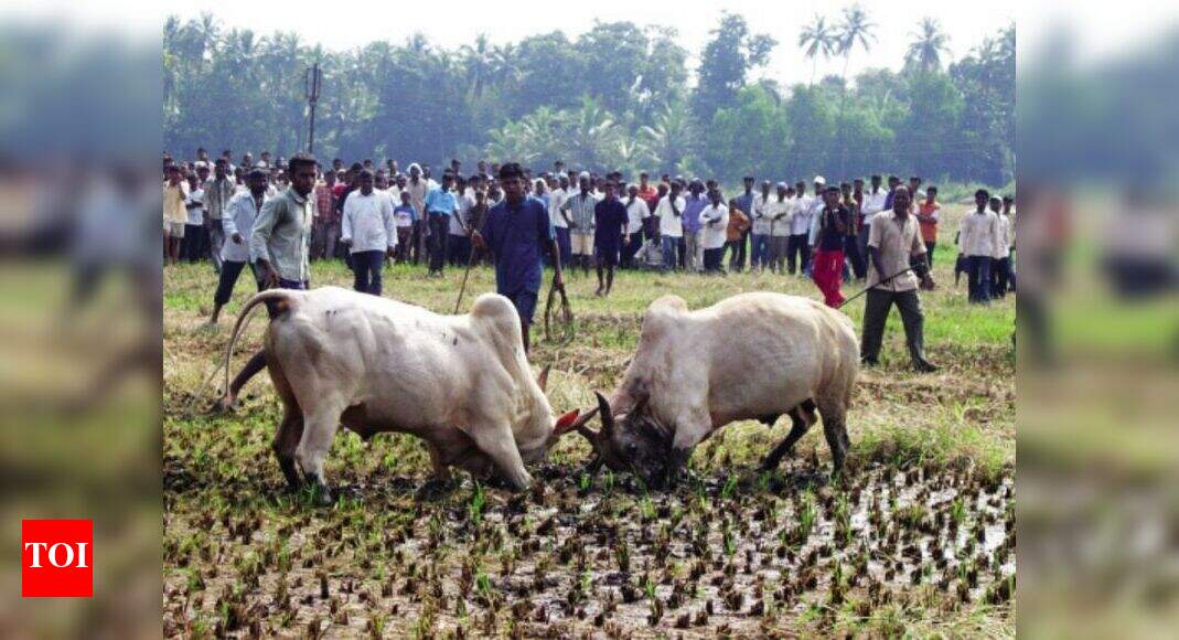 Goa: With over 30 bullfights in six weeks, welfare org seeks action ...