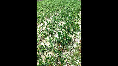 Rainfall & hail damage crops in Nashik, Sangli