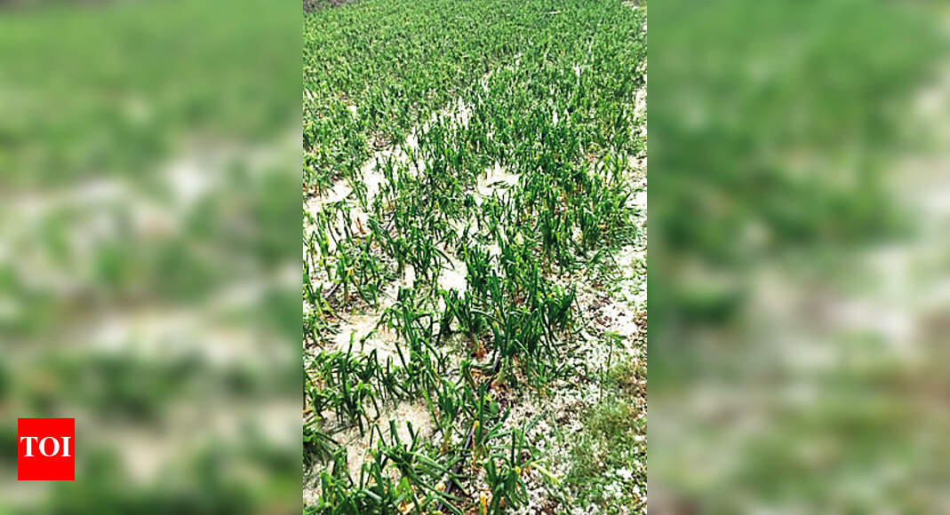 Rainfall & hail damage crops in Nashik, Sangli | Nashik News - Times of ...
