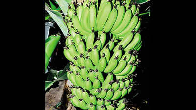 Maharashtra: Seven years of research leads to new banana variety