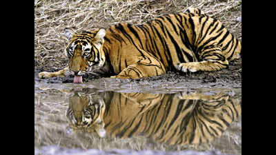 Bareilly: Fire-fighting arrangements in Pilibhit Tiger Reserve to be completed by March 15
