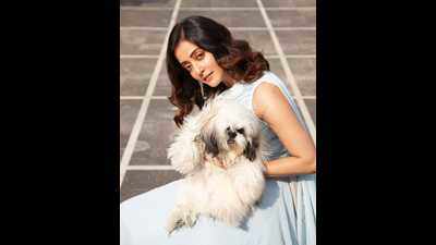 Here’s why Shih Tzus are so popular among celebs