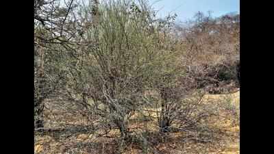 This shrub is green oasis in dry and rocky terrains