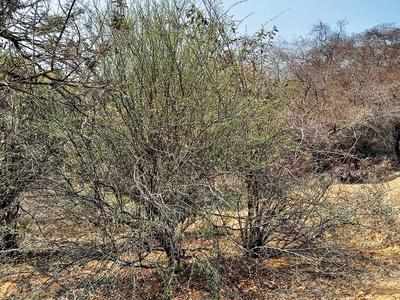 This shrub is green oasis in dry and rocky terrains