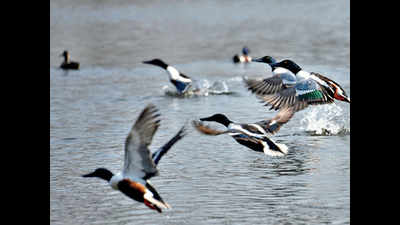 What’s keeping birds away? Lack of rain, say Gurugram experts