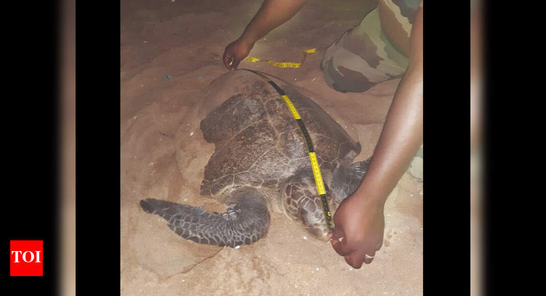 Chennai Sea turtle nesting season is good so far Chennai News