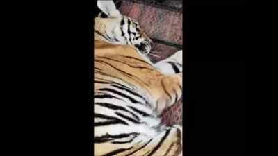 Karnataka: Another tiger on the prowl in Kodagu