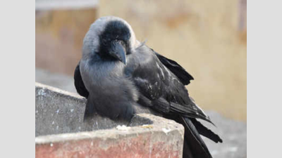Gujarat: 75 crows found dead in village near Patan