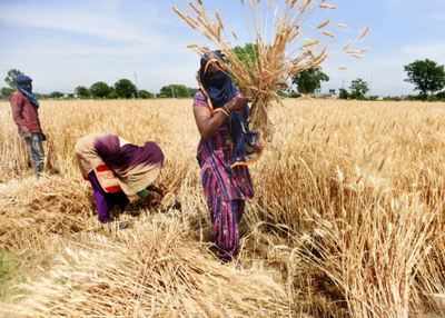 India’s Foodgrain Production To Be An All-time High At 303 Million 