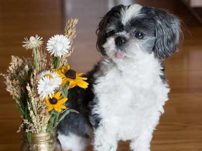 Tulips, lilies, daffodils, iris: Keep your pets away from these flowers