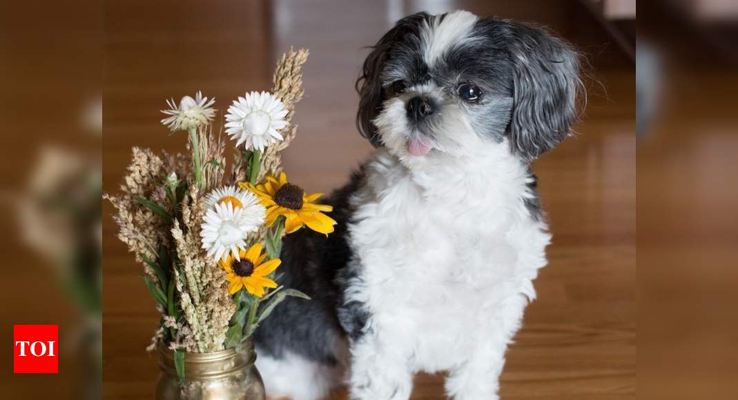 Valentine: Tulips, lilies, daffodils, iris: Keep your pets away from these flowers