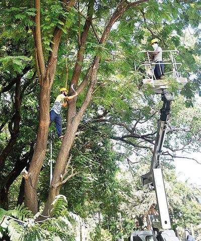 Transport, de-silting agencies lined up for tree-trimming, scrap tender: BJP