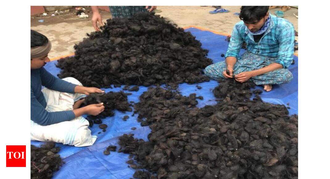 India is 'losing' over Rs 150 crore a year to human hair smuggling | India News - Times of India India is 'losing' over Rs 150 crore a year to human hair smuggling | India News - Times of India