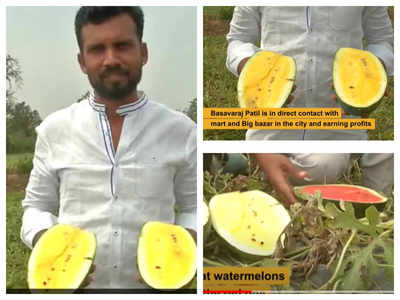 Indian farmer cultivates yellow watermelon, which is sweeter than the red variant