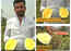 Indian farmer cultivates yellow watermelon, which is sweeter than the red variant