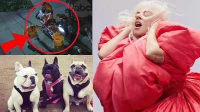 Lady Gaga's dogwalker shot in chest, singer offers $500,000 reward money for two of her stolen French bulldogs