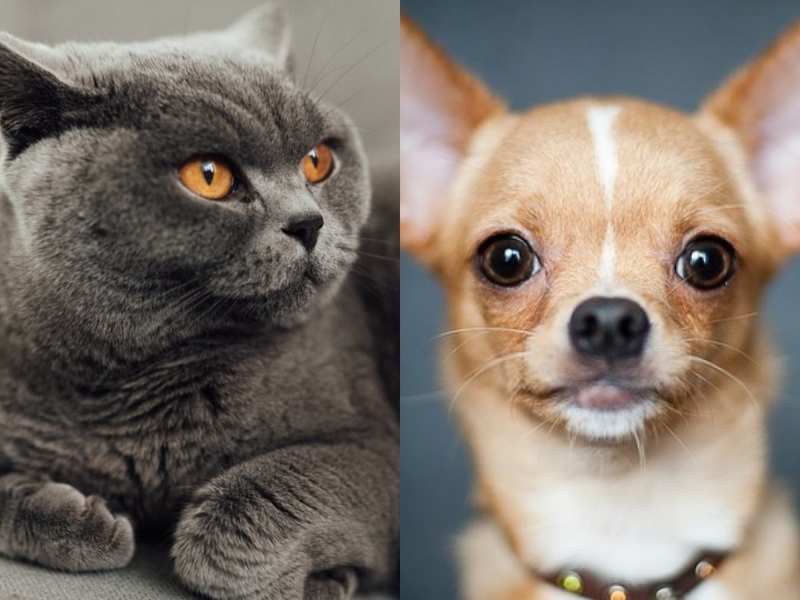 Chihuahua, Maine Coon, Französische Bulldogge:Lernen Sie Instagrams beliebteste Katzen- und Hunderassen kennen 