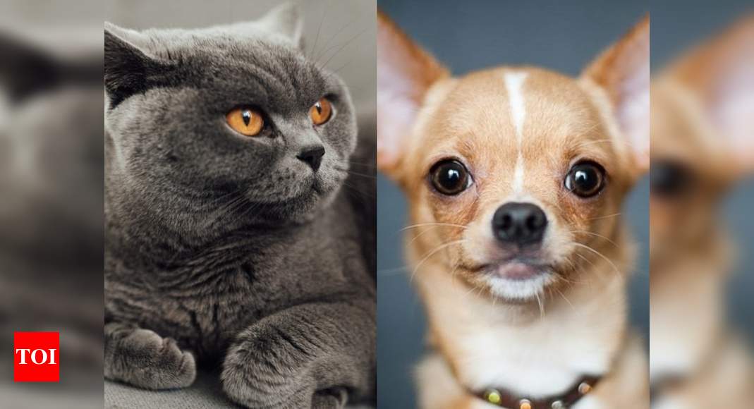 Pets: Chihuahua, Maine Coon, French Bulldog: Meet Instagram's most popular cat and dog breeds
