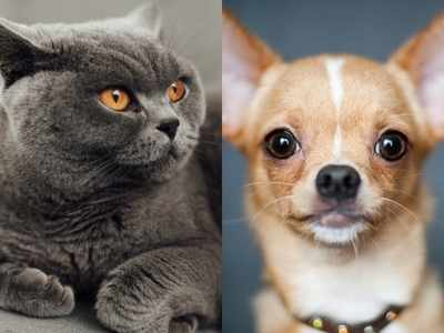 Chihuahua, Maine Coon, French Bulldog: Meet Instagram's most popular cat  and dog breeds - Times of India